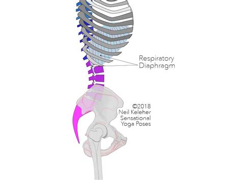 The thoracic spine supports twelve pairs of ribs that slope gently down from the back as they pass. Lower back muscles