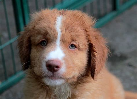 Natuurlijk blinken ze uit in gehoorzaamheidsproeven, maar ze doen het ook goed op behendigheidscursussen. Nova Scotia Duck Tolling Retriever - Ultimate Breed ...