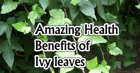 Amazing Health Benefits Of Ivy Leaves Natural Remedies And Treatment