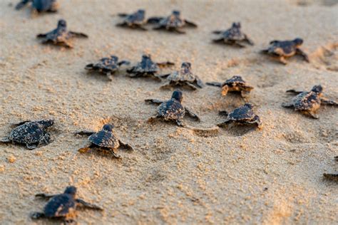 Turtle Nesting Season In Singapore How Can We Help Asian Geographic