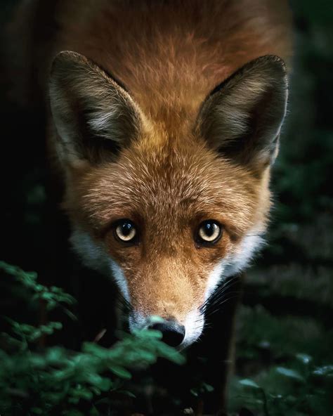 Finnish Photographer Shoots Foxes And We Cant Finnish Looking At Them