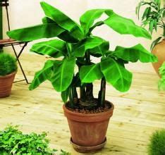 We did not find results for: Dwarf Banana | Grow banana tree, Banana plants, Indoor ...