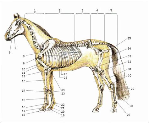 pferde und pferderassen anatomie der pferde skelett