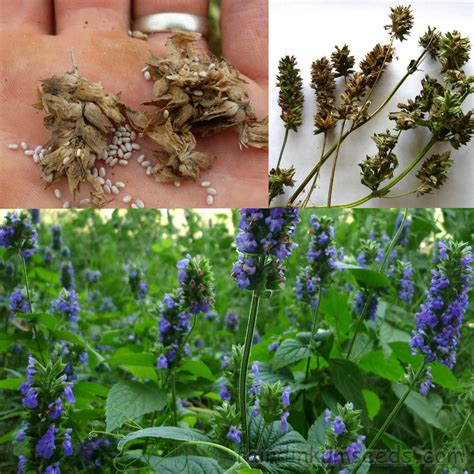 A cemetery, burial ground, gravesite or graveyard is a place where the remains of dead people are buried or otherwise interred. Growing Chia Seed: How to Grow and Harvest Chia The ...