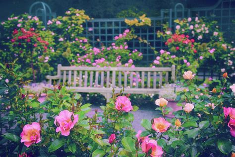 Rose Garden Repose Photograph By Jessica Jenney Fine Art America