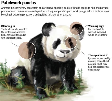 How Pandas Got Their Patches Science Aaas