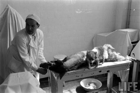 The Two Headed Dog Experiment Shavka And Brodyaga Two Soviet Dogs