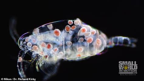 Stunning Footage Shows Microscopic Parasites Consume A Crustacean Big