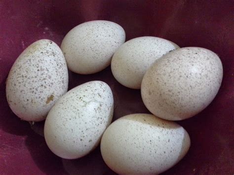 Untuk menyediakan inkubator untuk menerima telur ayam, anda mesti menyesuaikan keadaan di dalam inkubator ke tahap optimum. Berapa Lama Telur Kalkun Menetas - Ayam Kalkun Kita