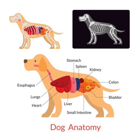 Gráfico vectorial Organos del perro Imagen vectorial Organos del perro
