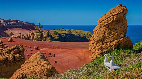 Pictures are taken from microsoft's. Masked Boobies at their nesting site on Phillip Island, Territory of Norfolk Island, Australia ...
