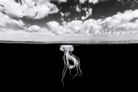 Incredible Black And White Underwater Photography By
