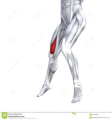 Together, the upper and lower legs and the feet make up half the length of the human figure. Front Upper Leg Human Anatomy Stock Illustration - Illustration of front, detail: 120563029