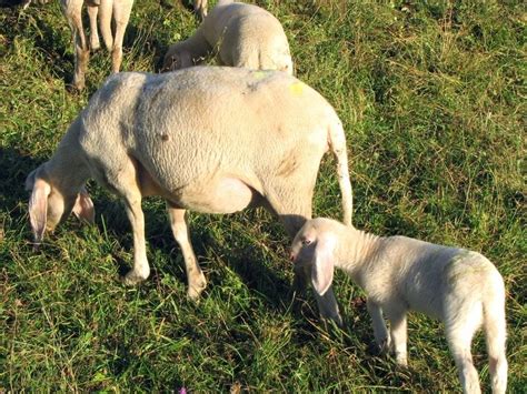 Keunggulan Ternak Domba Kibas Sri Lestari Farm