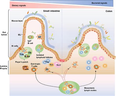 Frontiers Immunological Impact Of Intestinal T Cells On Metabolic