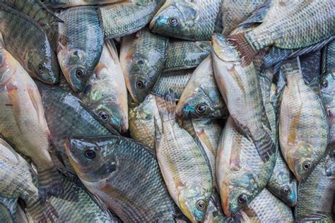 Tilapia Processing Automation Machines And Equipment For Tilapia Fish