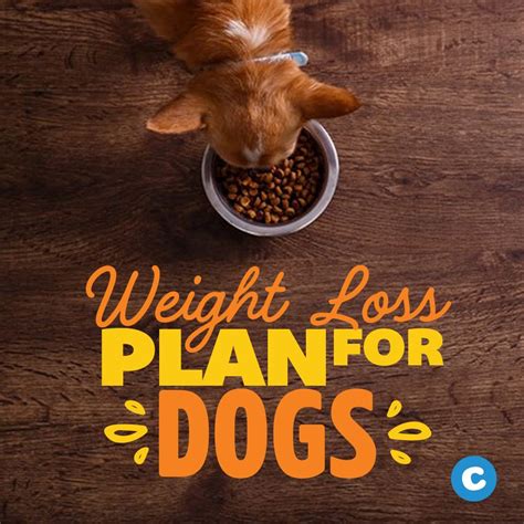 Today, we'll delve into two natural dog food brands, 4health vs. Pin on Pet Weight Management