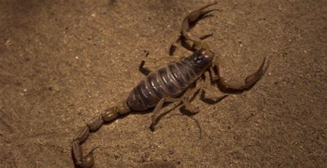 Austin pest control exterminators at sovereign provide pest and termite services for travis county, williamson county, hays county and bell county. Termite, Flea & Pest Control Services - Scorpion Exterminator