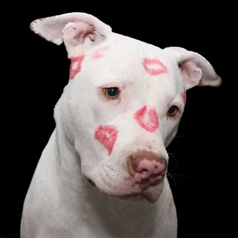 Gambar Putih Anak Anjing Imut Cinta Potret Merah Ciuman