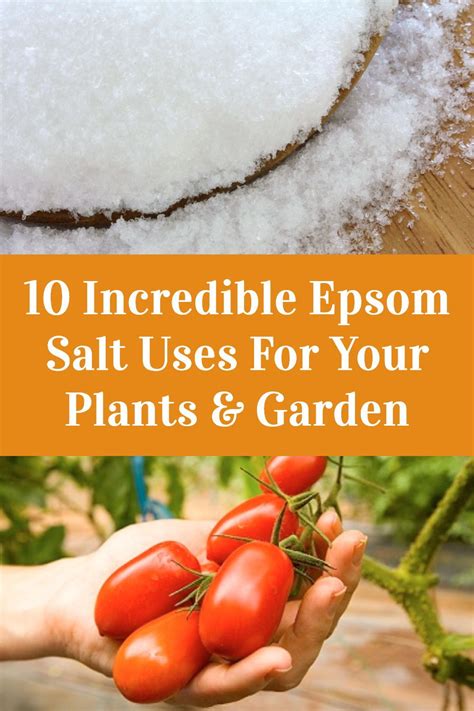 10 Incredible Epsom Salt Uses For Your Plants And Garden Organic