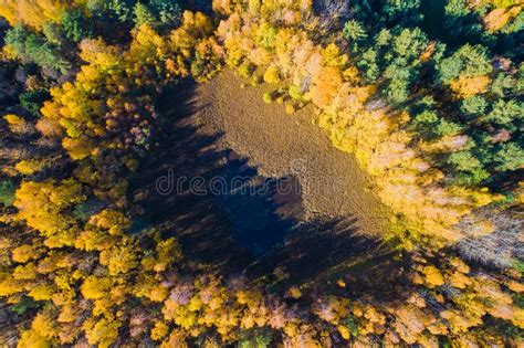 Fall Forest Forest With Sunlight Path In Forest Fall Scenery