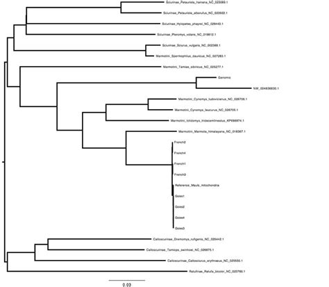 figure s2 phylogenetic tree based on mitochondrial genomes for download scientific diagram