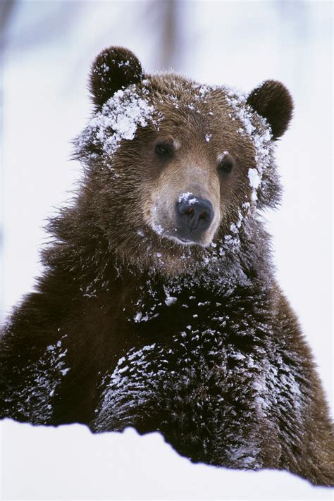 Grizzly Bear Standing With Face Covered In Snow At The Alaska Wildlife