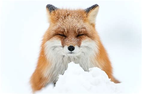 15 stunning winter fox photos that ll make you fall in love with foxes bored panda