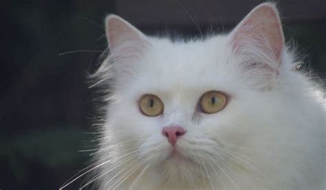 Are solid white cats with blue eyes deaf. Your Deaf Cat - Hearing Loss In Cats And Kittens
