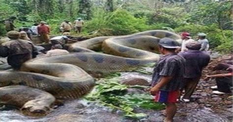So Amazing See The World Biggest Snake Anaconda