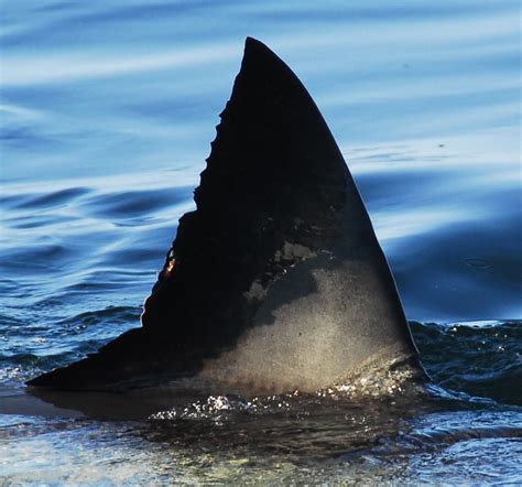 Monterey Bay Aquarium — How Do You Fin Gerprint A Great White Shark To