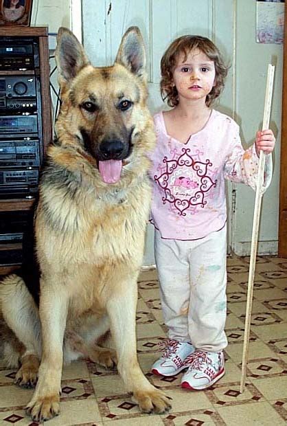 Breeding Oversized Large German Shepherds Big Dogs In The Mid West