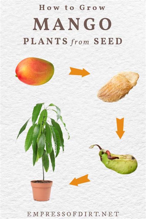 How To Grow Mango From Seed Easy Method — Empress Of Dirt