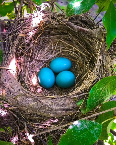 Robin Eggs All You Need To Know With Pictures