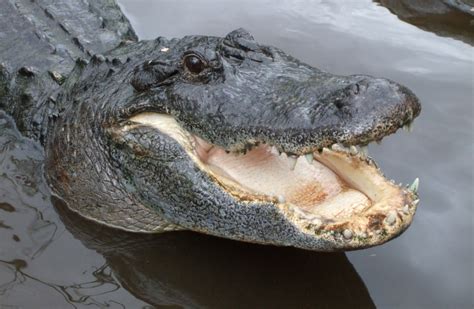 mississippi hunters catch record breaking monster 14 foot alligator the jerusalem post