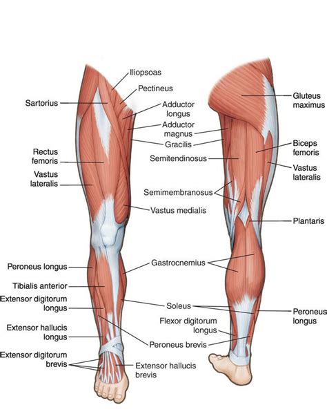 To see a muscular system picture from the anterior (front) view click here. Leg muscle | Leg muscles anatomy, Muscle anatomy, Lower ...