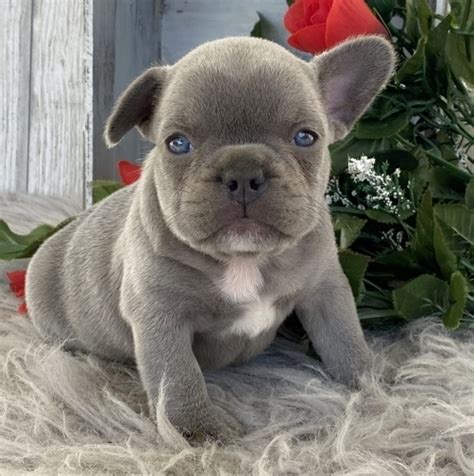 Maybe you would like to learn more about one of these? Miniature French Bulldog Puppies For Sale In USA| Canada ...