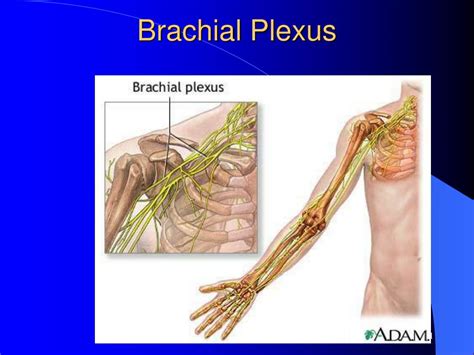 Ppt Injuries To The Shoulder Region Powerpoint Presentation Free
