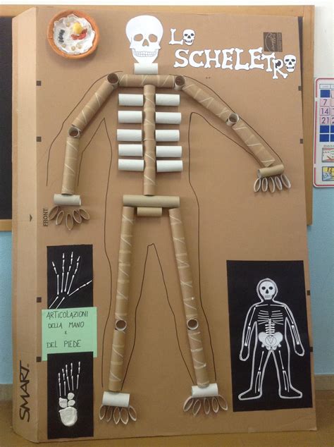 Pin By Simonetta On Istruzione School Health Skeleton Project Bone Art