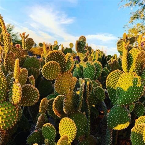 Cactus salad, a popular dish in mexico, uses the fleshly leaves (also known as paddles) of the prickly pear or nopal cactus. Why is the Prickly Pear Cactus One of the Most Popular ...