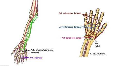 Anatomía Unam Arterias De Antebrazo Y Mano
