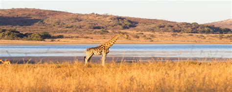 Johannesburg Safari Tours With Local Private Tour Guides