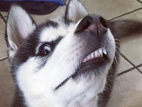 35 Best Siberian Husky Memes Of All Time Husky Memes Funny Husky Meme Siberian Husky