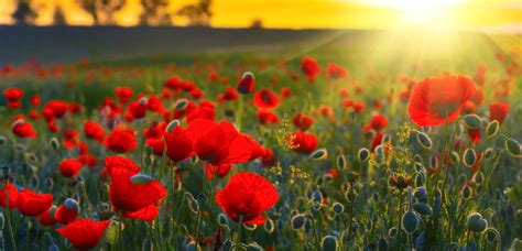 This poppy connect the dots page features a dot to dot puzzle for anzac day. What's open in Brisbane this ANZAC Day? | Style Magazines