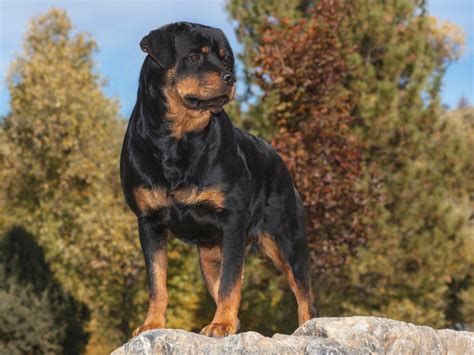 This page to help many rottweiler owners to deal with the amazing breed rottweiler, give them tips, articles and answers to all there questions. Razze canine: il Rottweiler. I consigli dell'esperta ...