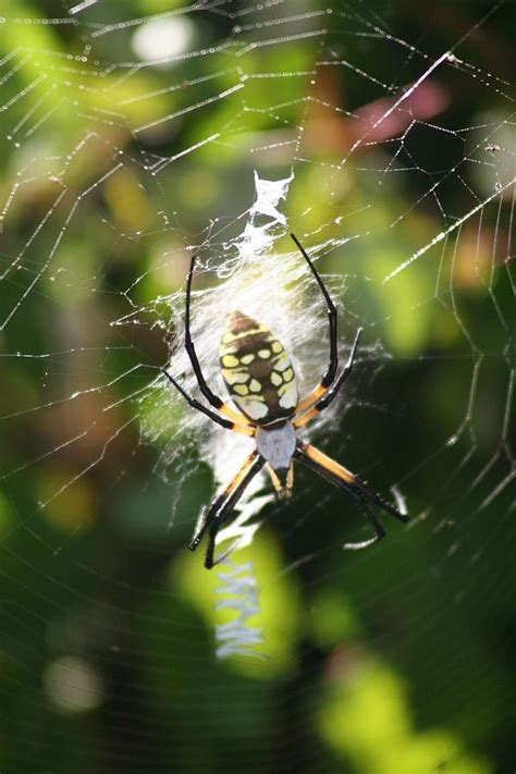 Male Banana Spider Photograph By Sarah Whitscell Pixels