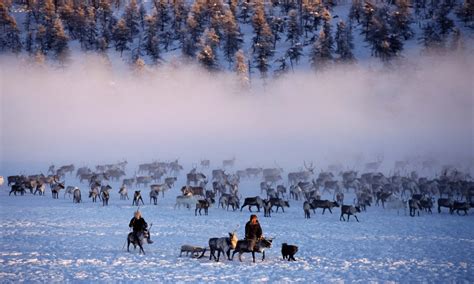 Even Herders With Their Reindeer At Their Winter Pastures Near