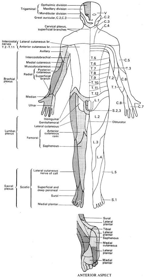 Dermatome Distribution 1 Physical Therapy Assistant Physical
