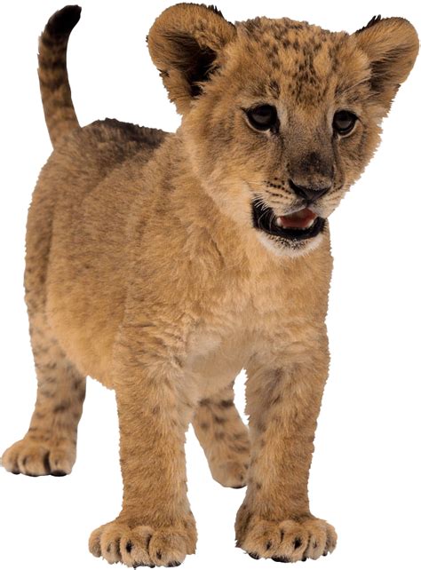 Lion Cub Png Photo Png All Png All