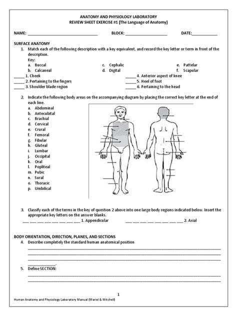 30 Anatomical Terms Worksheet Answers | Education Template